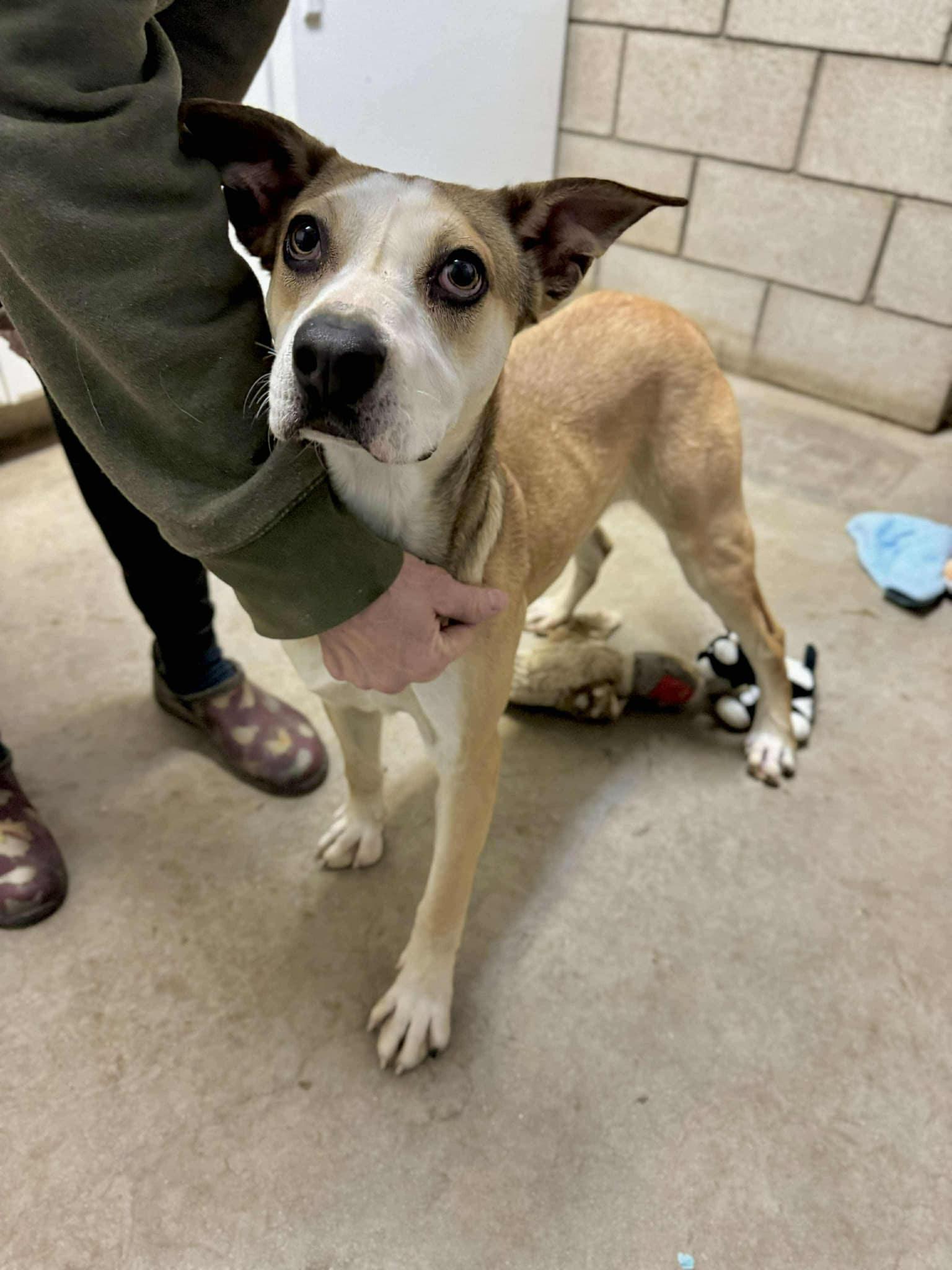 Melby, a Adoptable mixed breed in Agua Dulce, CA image 6/6