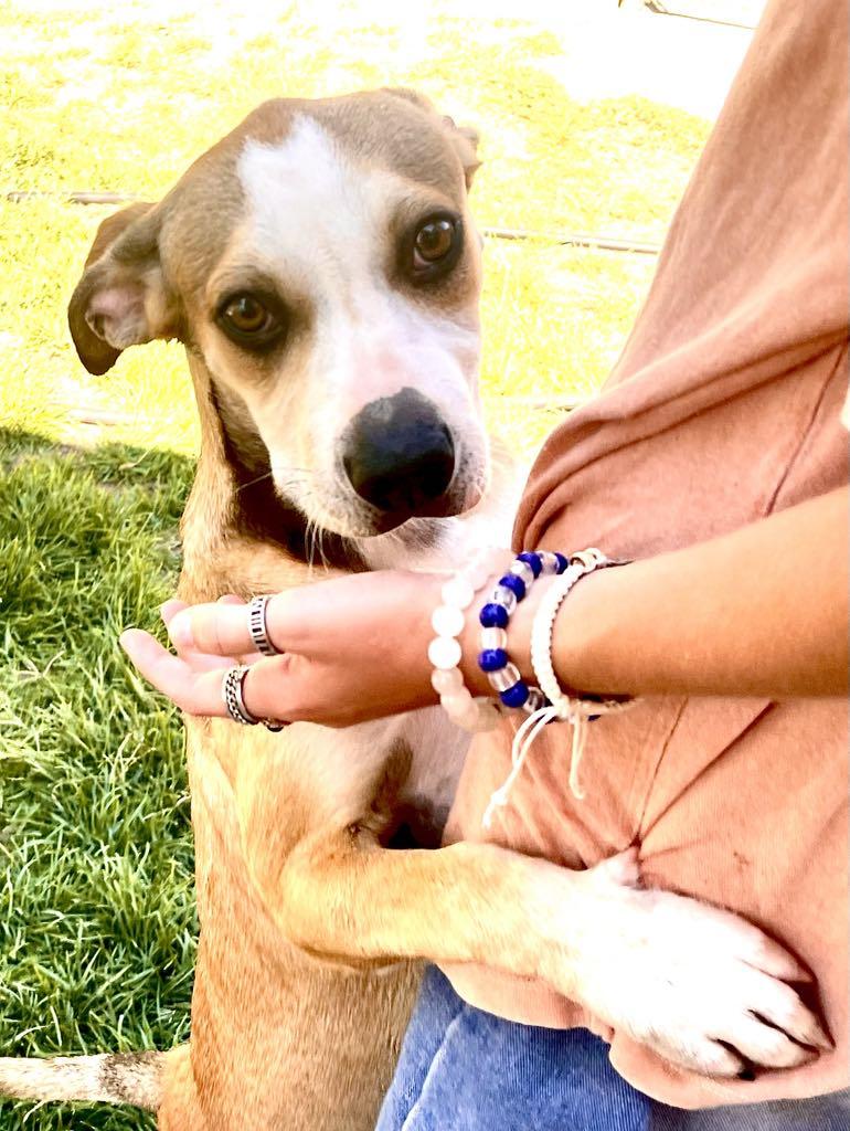 Melby, a Adoptable mixed breed in Agua Dulce, CA image 1/6