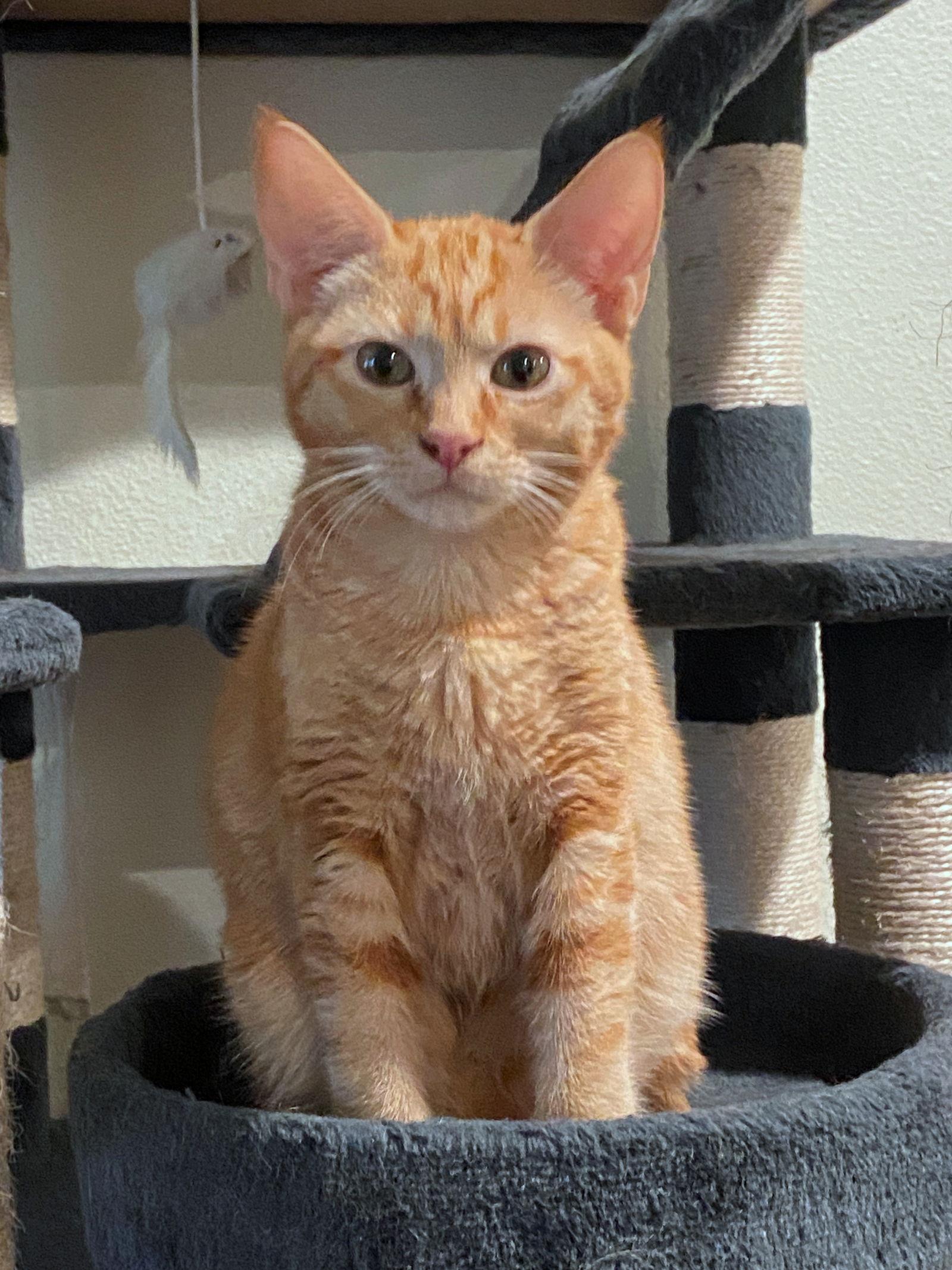 OLLIE - Friendly to all Teen, Adopted, Young Male Tabby & Domestic Short Hair.