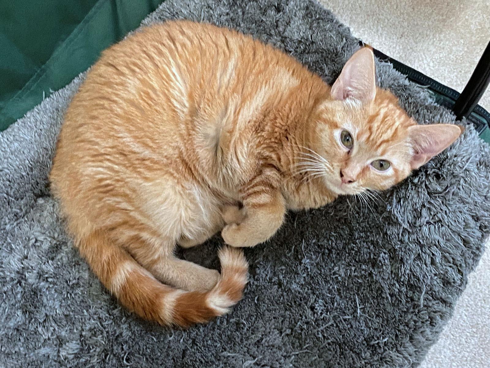 Enlarge OLLIE - Friendly to all Teen, a Adopted mixed breed in Hillsboro, OR image 2/3