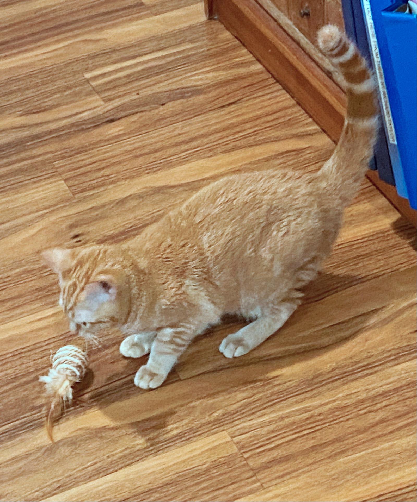 Enlarge OLLIE - Friendly to all Teen, a Adopted mixed breed in Hillsboro, OR image 3/3