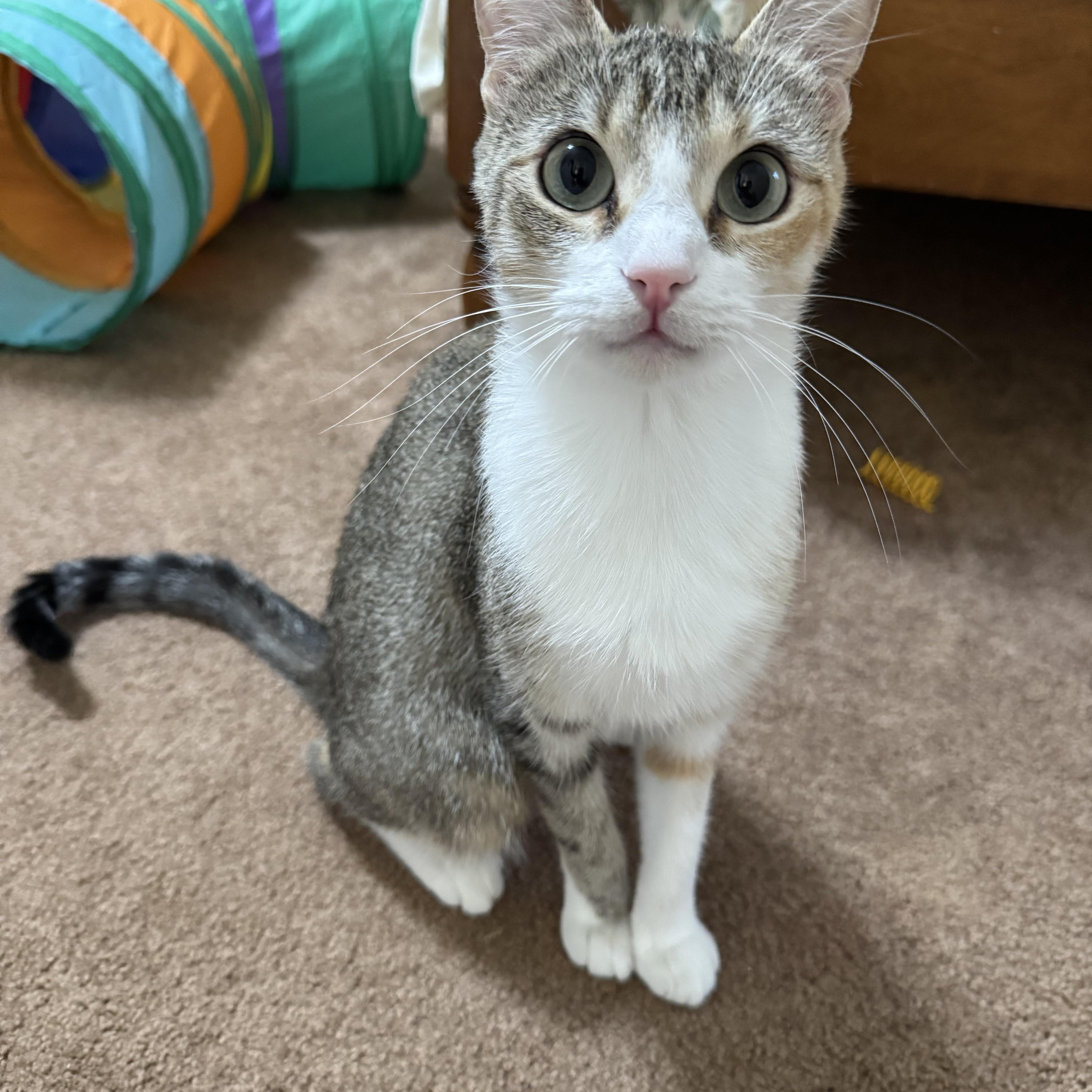 Minou, Adoptable, Young Female Calico & Tabby.