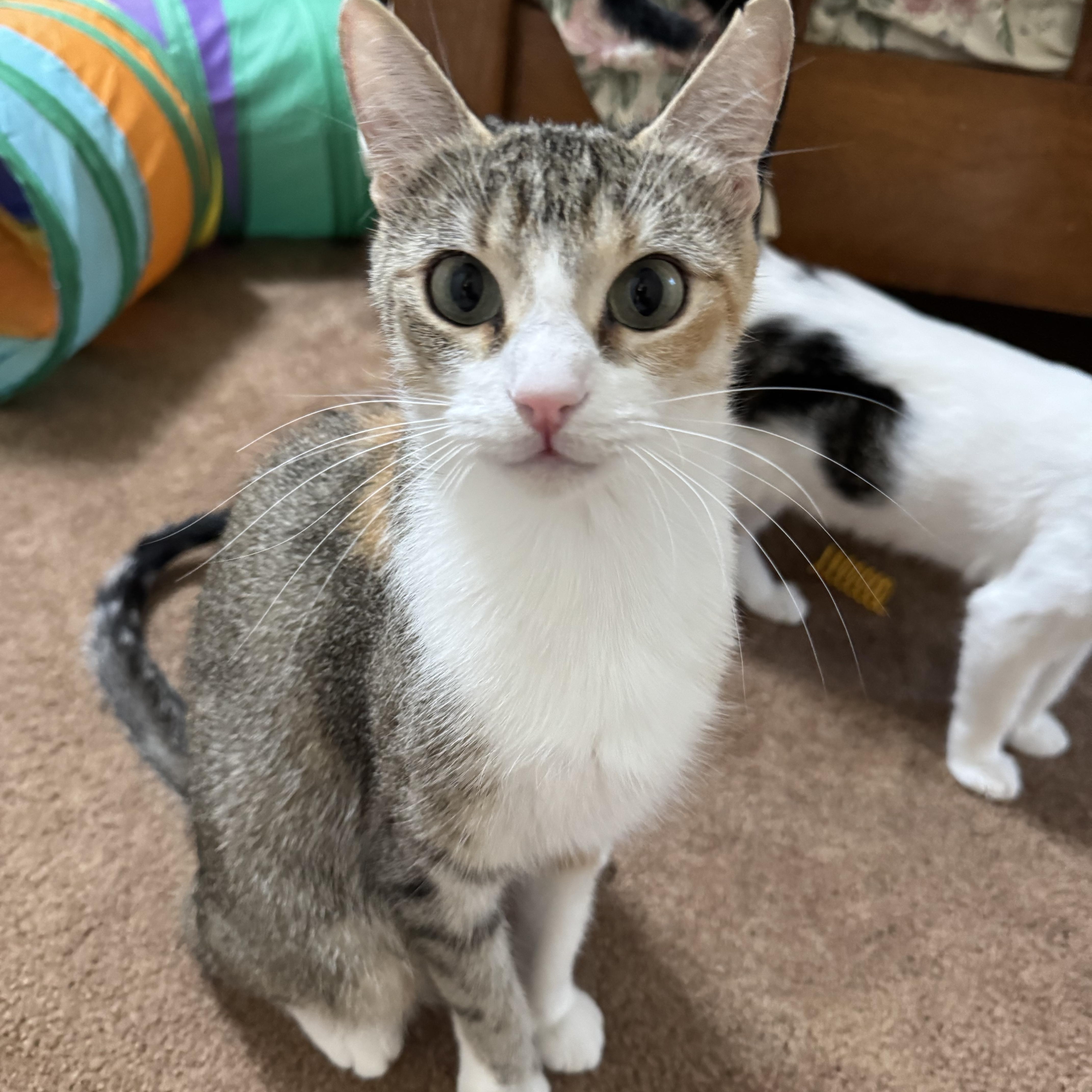 Enlarge Minou, a Adoptable mixed breed in Warwick, RI image 2/5