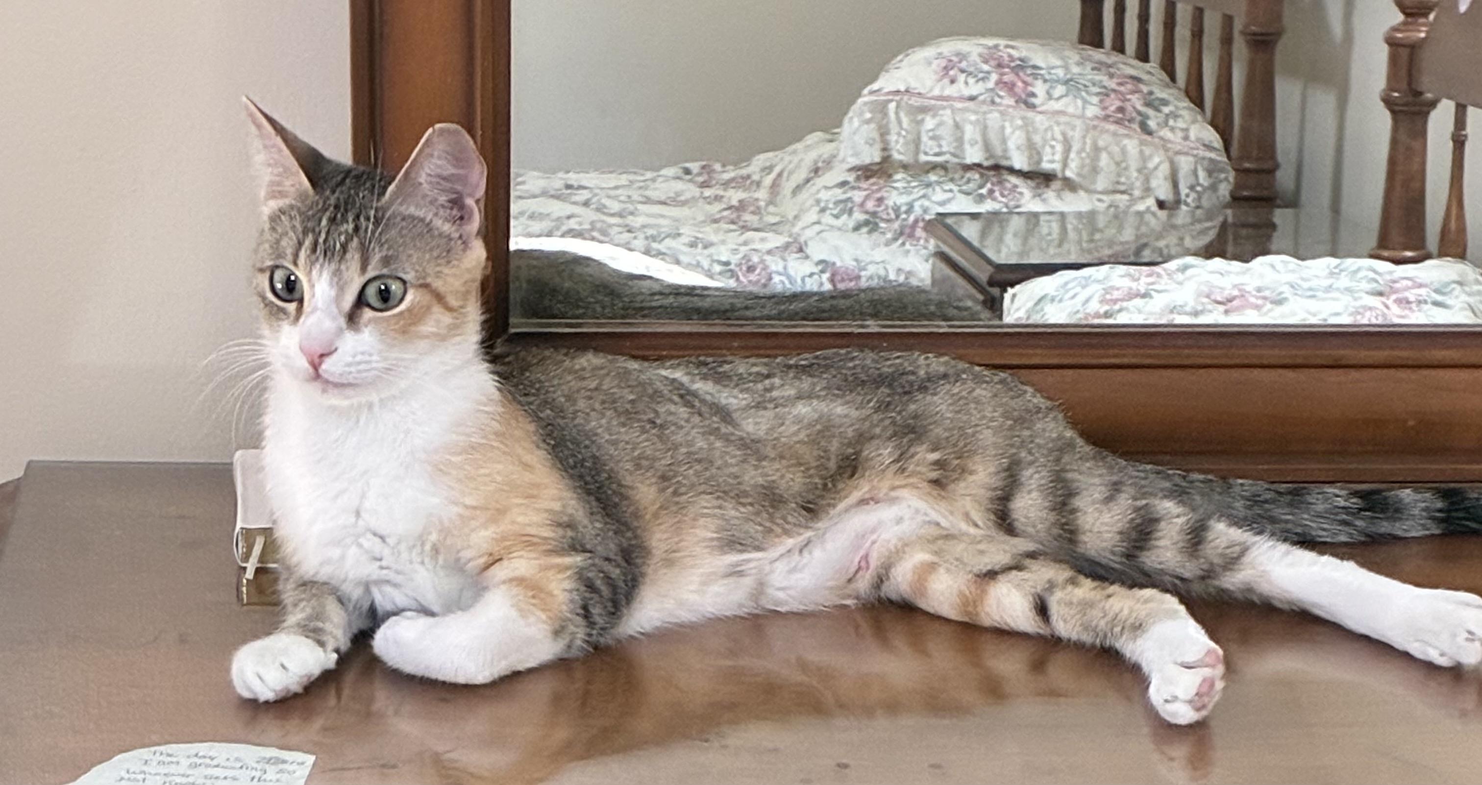 Enlarge Minou, a Adoptable mixed breed in Warwick, RI image 4/5