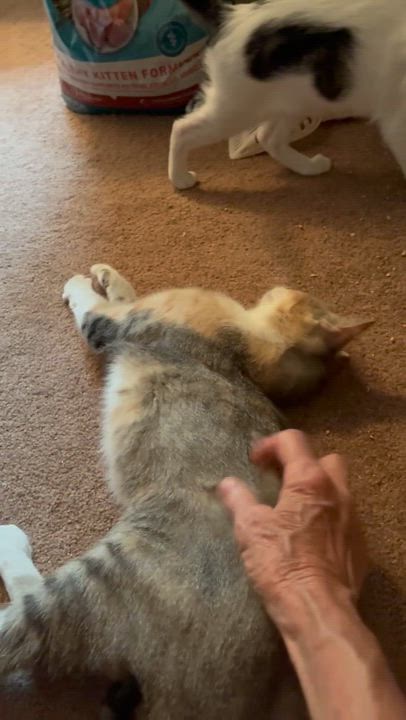 Enlarge Minou, a Adoptable mixed breed in Warwick, RI video 5/5