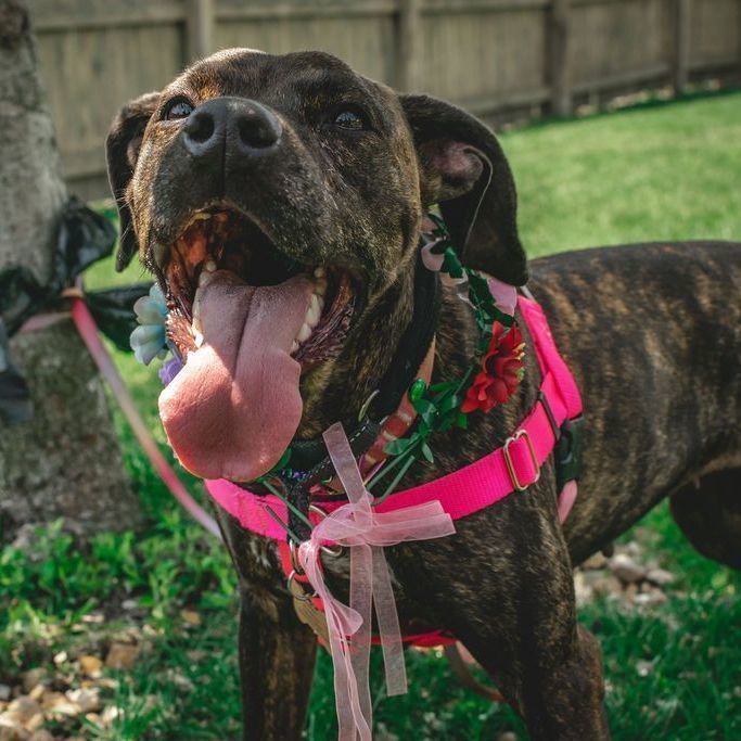 Enlarge Birdie, a Adoptable Pit Bull Terrier in Westchester, IL image 11/15