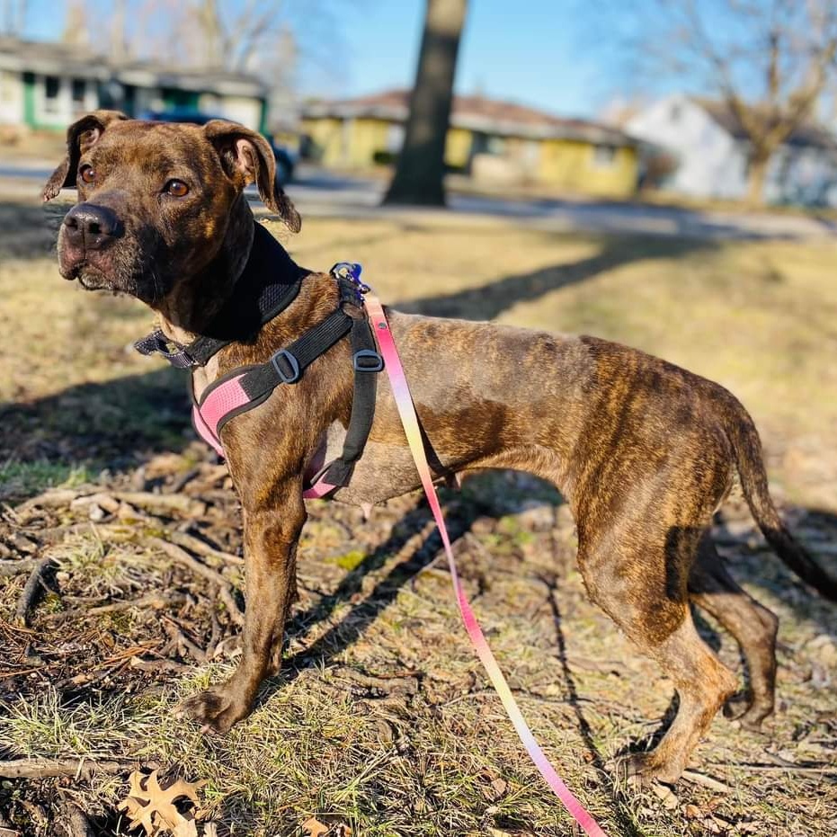 Enlarge Birdie, a Adoptable Pit Bull Terrier in Westchester, IL image 13/15