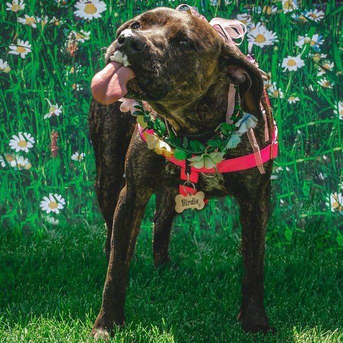 Enlarge Birdie, a Adoptable Pit Bull Terrier in Westchester, IL image 14/15