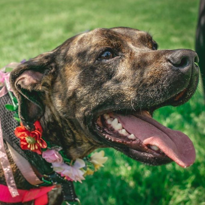 Enlarge Birdie, a Adoptable Pit Bull Terrier in Westchester, IL image 15/15