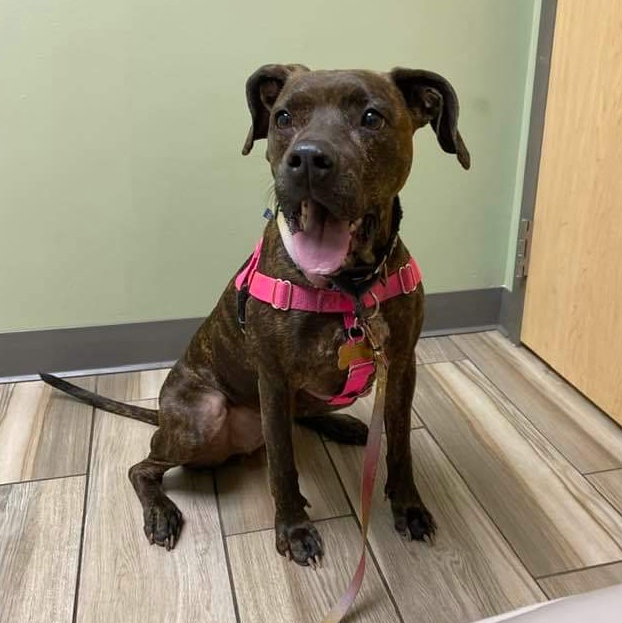 Birdie, a Adoptable Pit Bull Terrier in Westchester, IL image 1/15