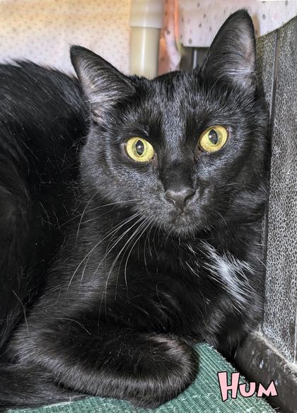 Hum, Adoptable, Adult Female Domestic Short Hair & Domestic Short Hair.