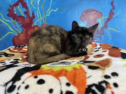 Enlarge Persimmon, a Adoptable mixed breed in Harbor Springs, MI image 1/1