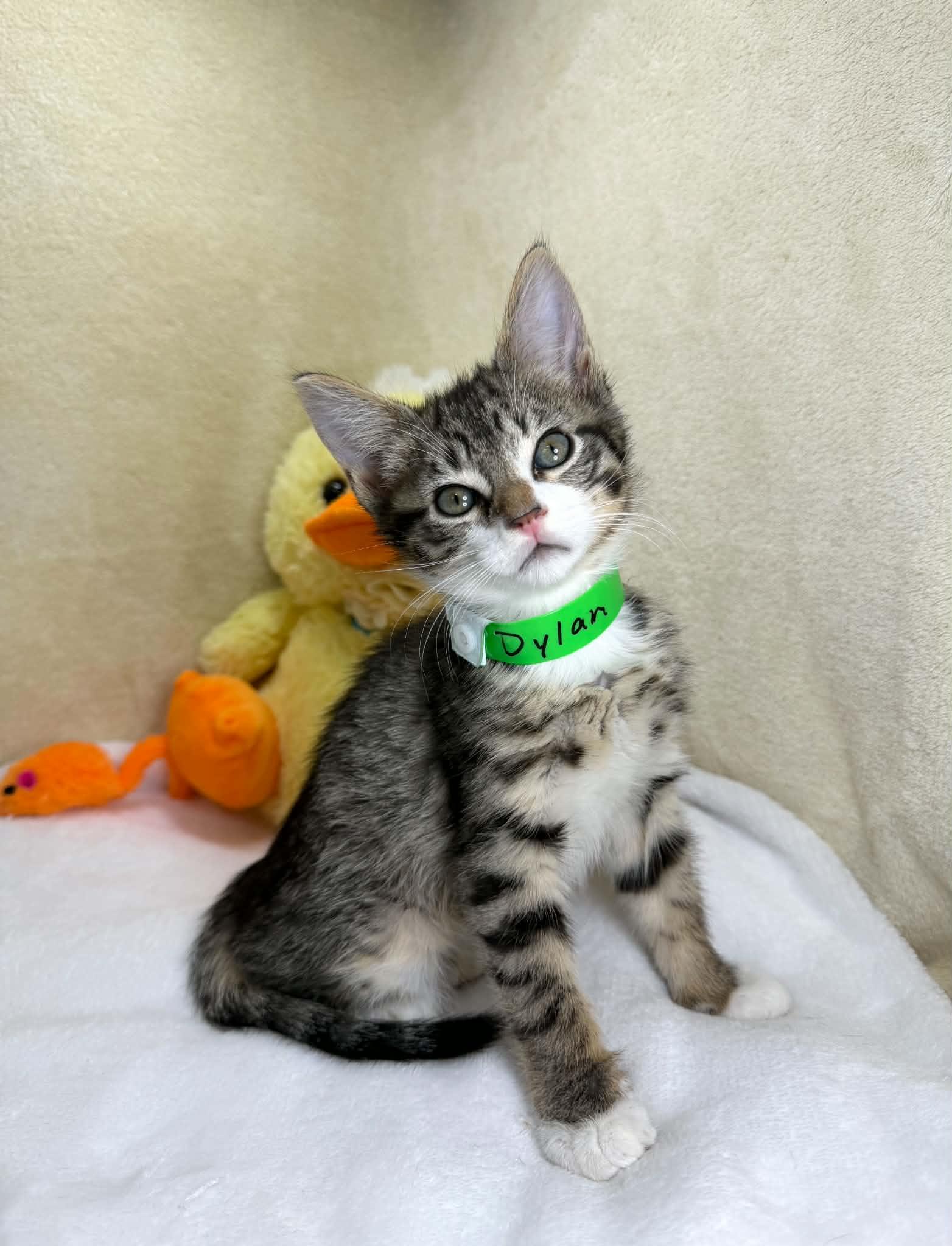 Dylan, ADOPTABLE, Kitten Male Tabby.