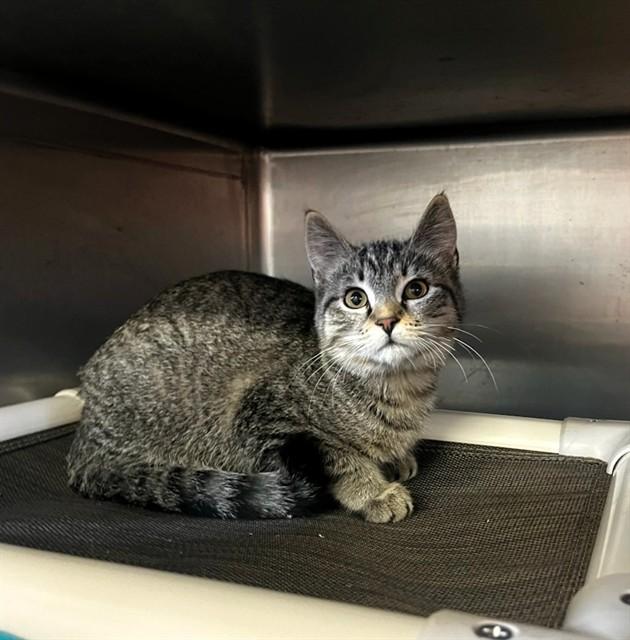 Enlarge DARBY, a Adoptable Domestic Short Hair in Brewster, MA image 1/1