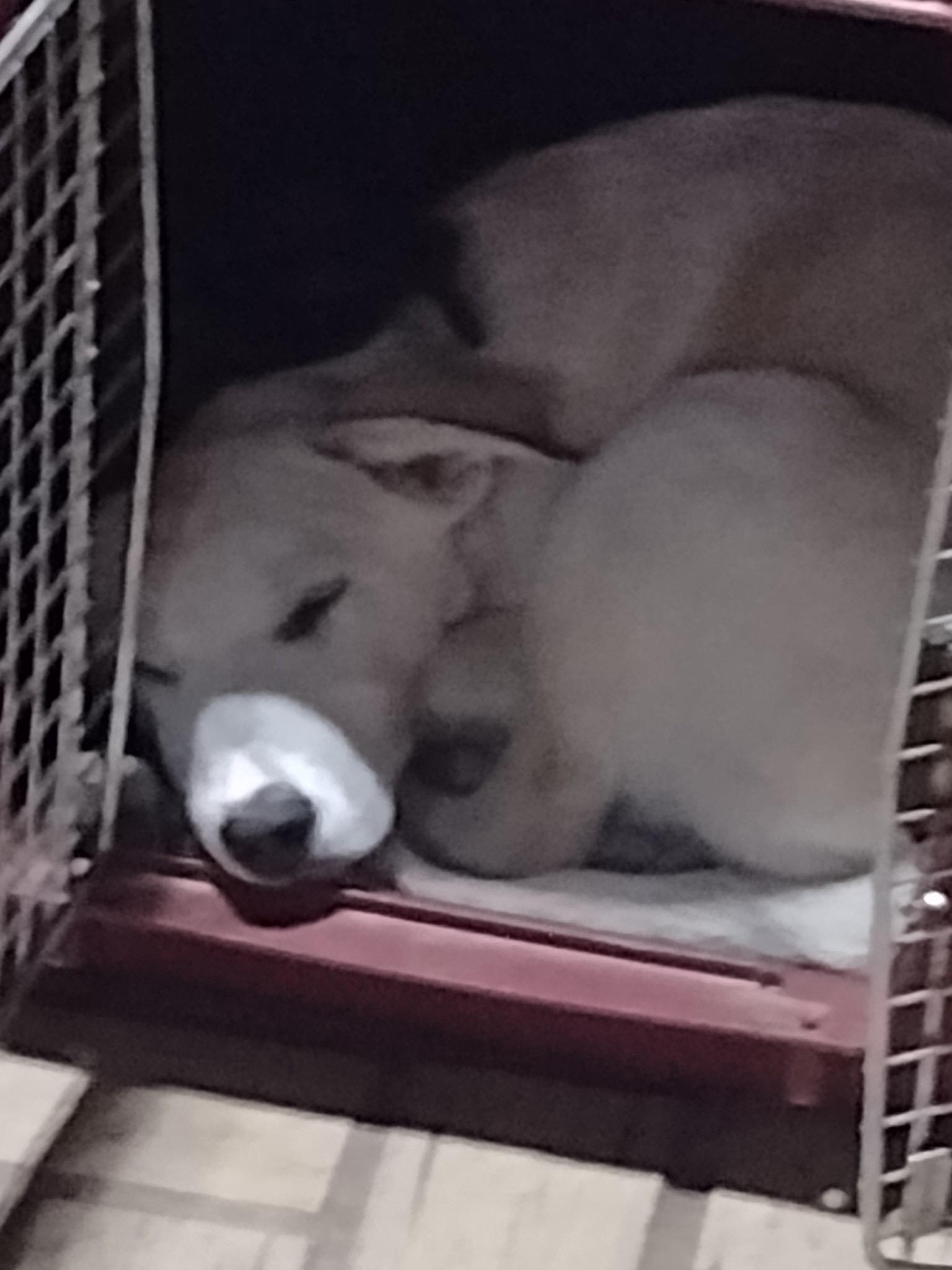 Daisy Mae photo 2