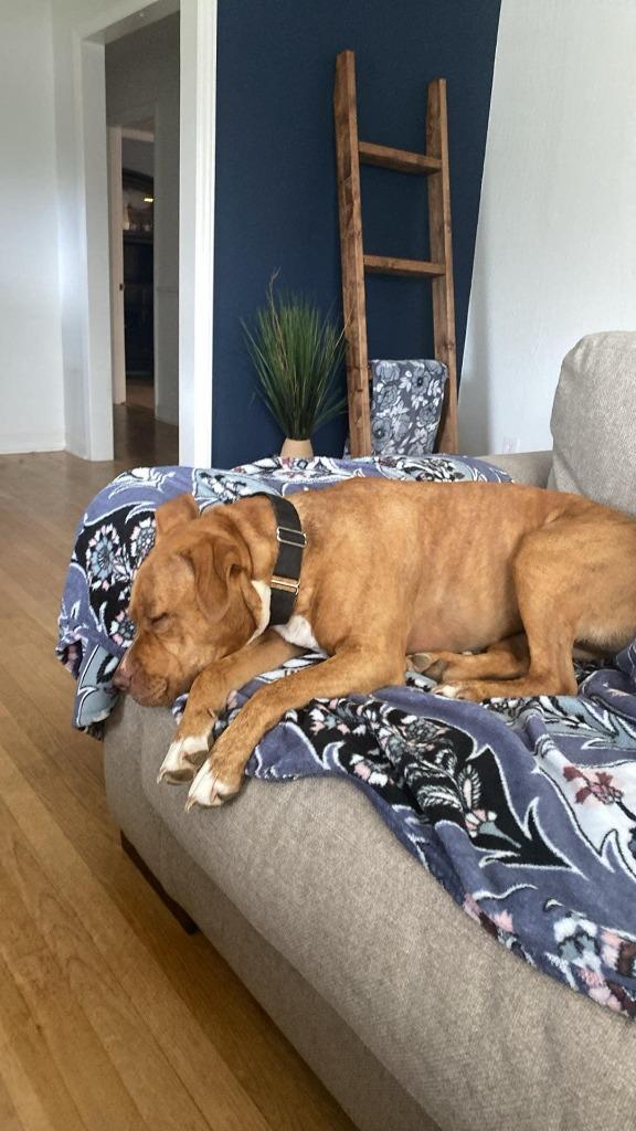 Gina, Adoptable, Adult Female Labrador Retriever & Hound.