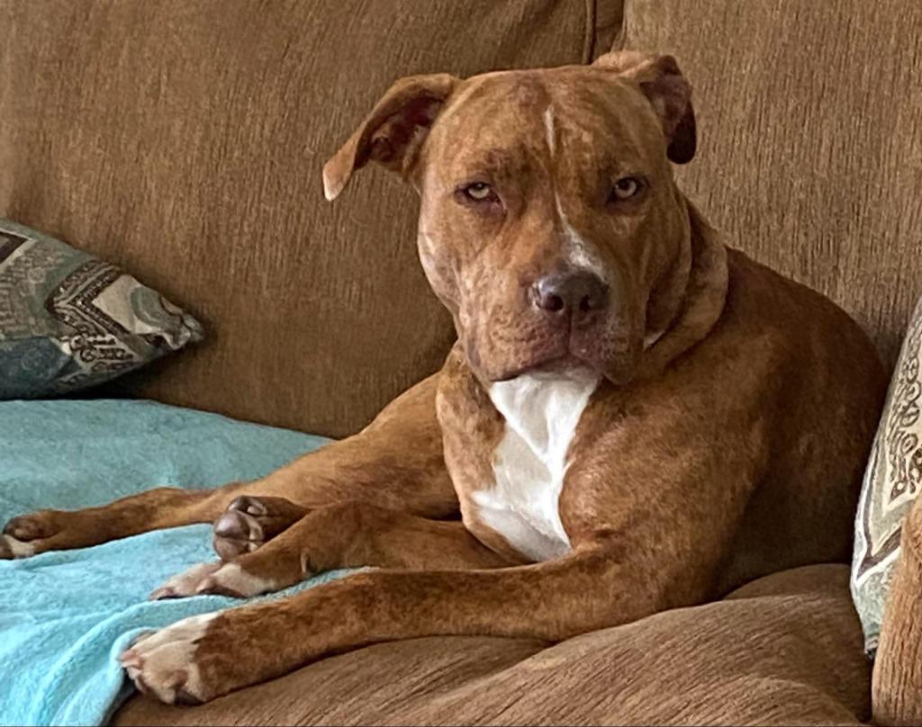 Gina, Adoptable, Adult Female Hound & American Staffordshire Terrier.