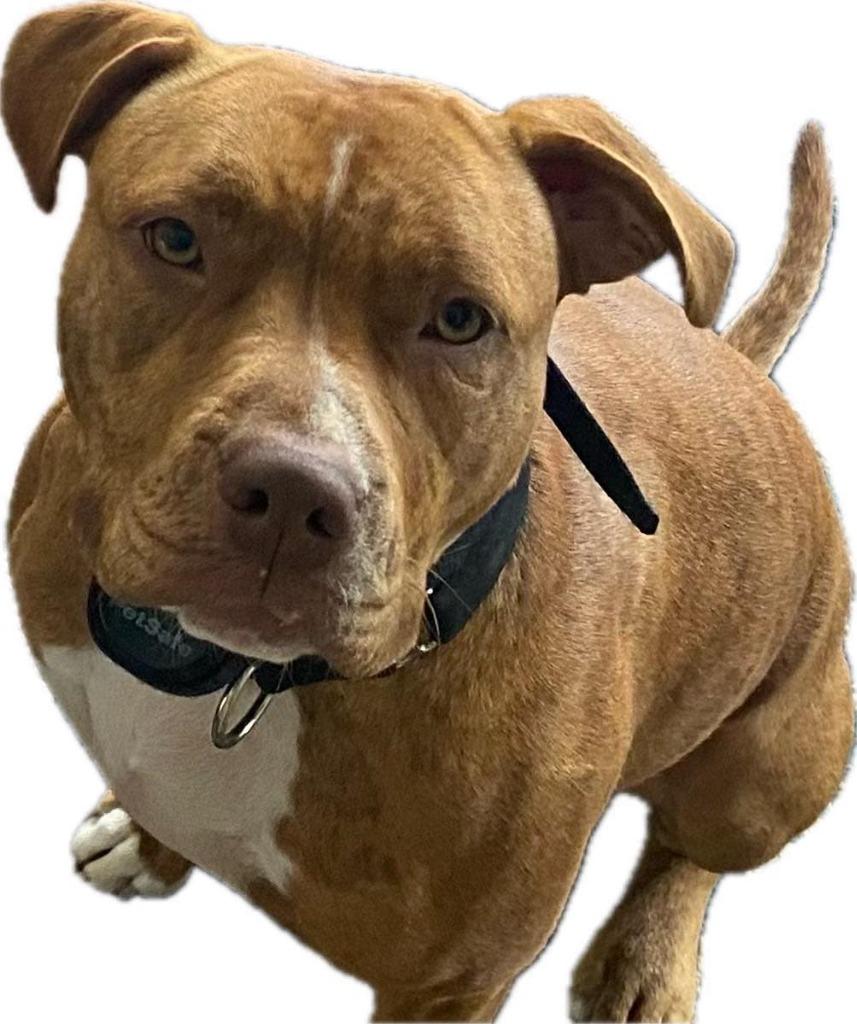 Enlarge Gina, a Adoptable mixed breed in Waxhaw, NC image 4/4