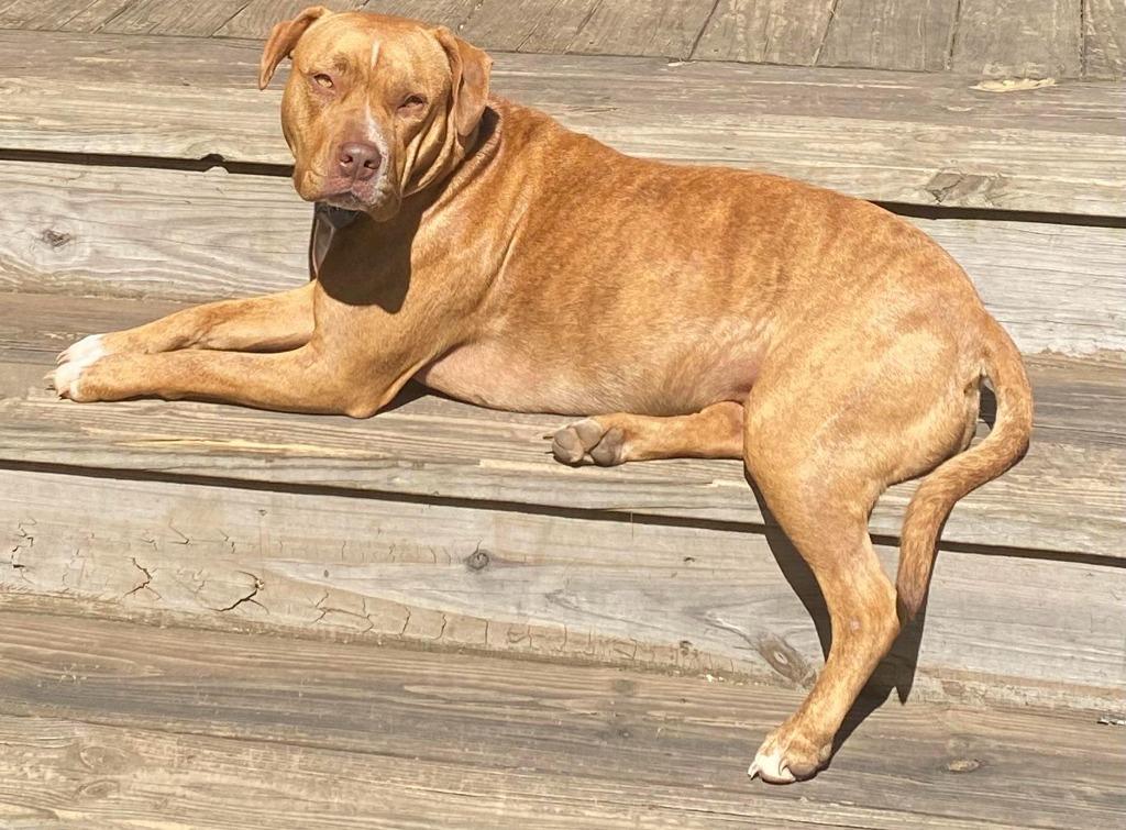 Enlarge Gina, a Adoptable mixed breed in Waxhaw, NC image 4/4