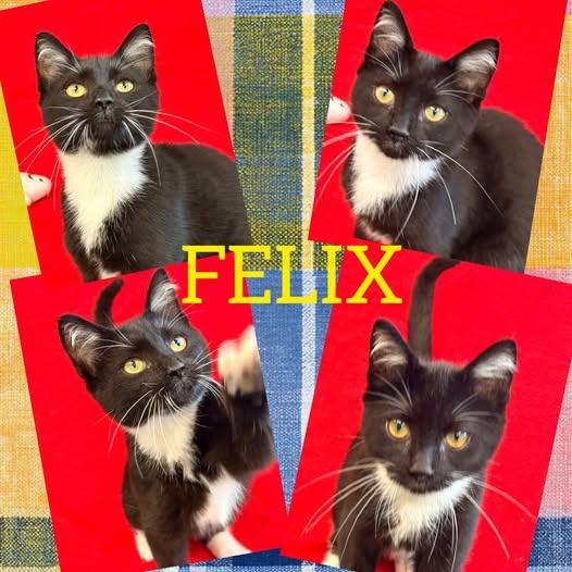 Felix, Adoptable, Kitten Male Domestic Short Hair.