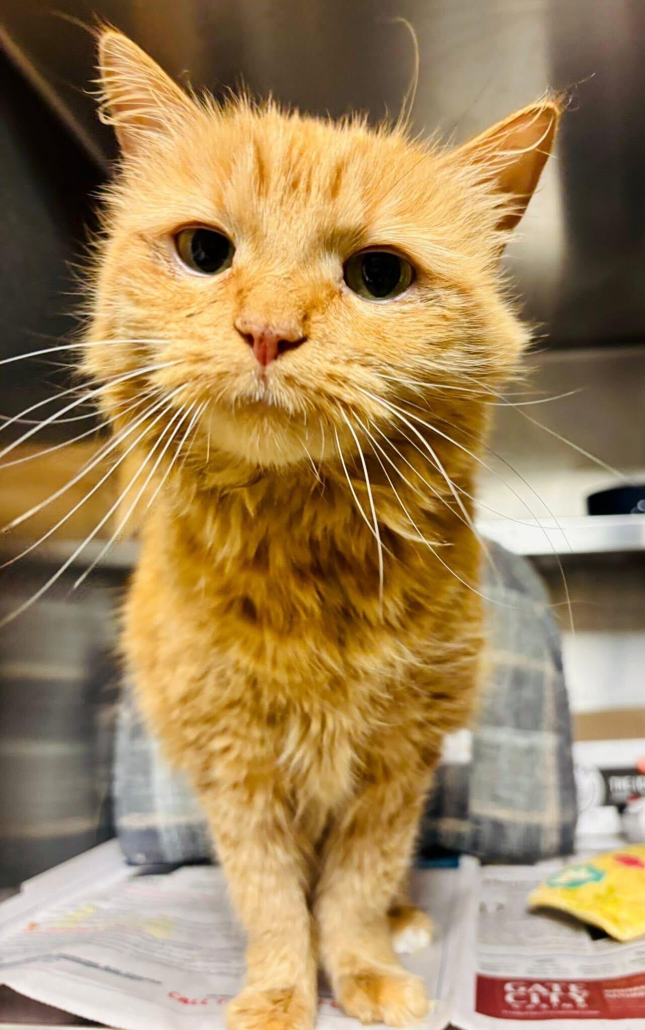 Toulouse, ADOPTABLE, Adult Female Domestic Medium Hair.