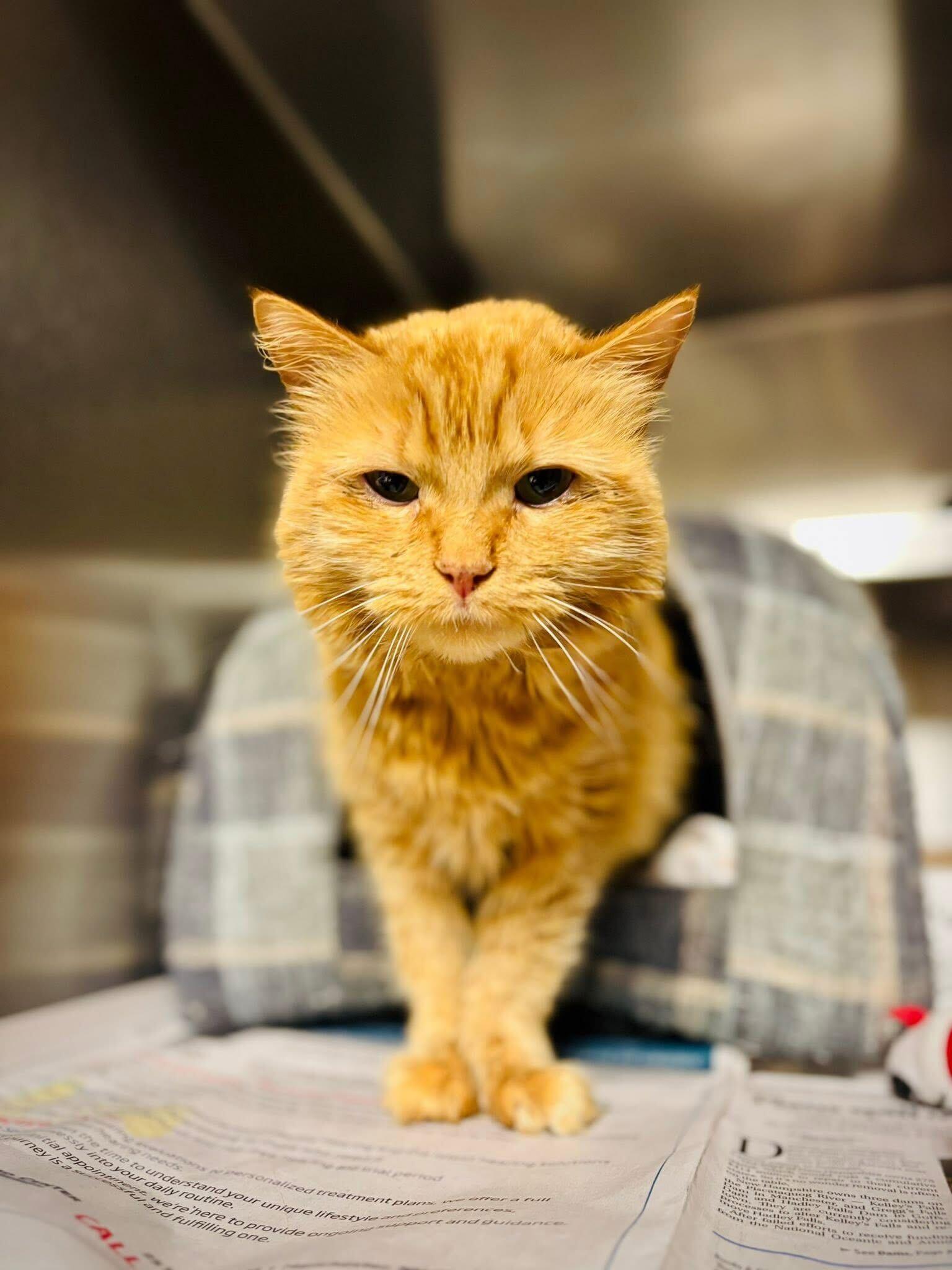 Enlarge Toulouse, a ADOPTABLE Domestic Medium Hair in Manchester, NH image 2/3