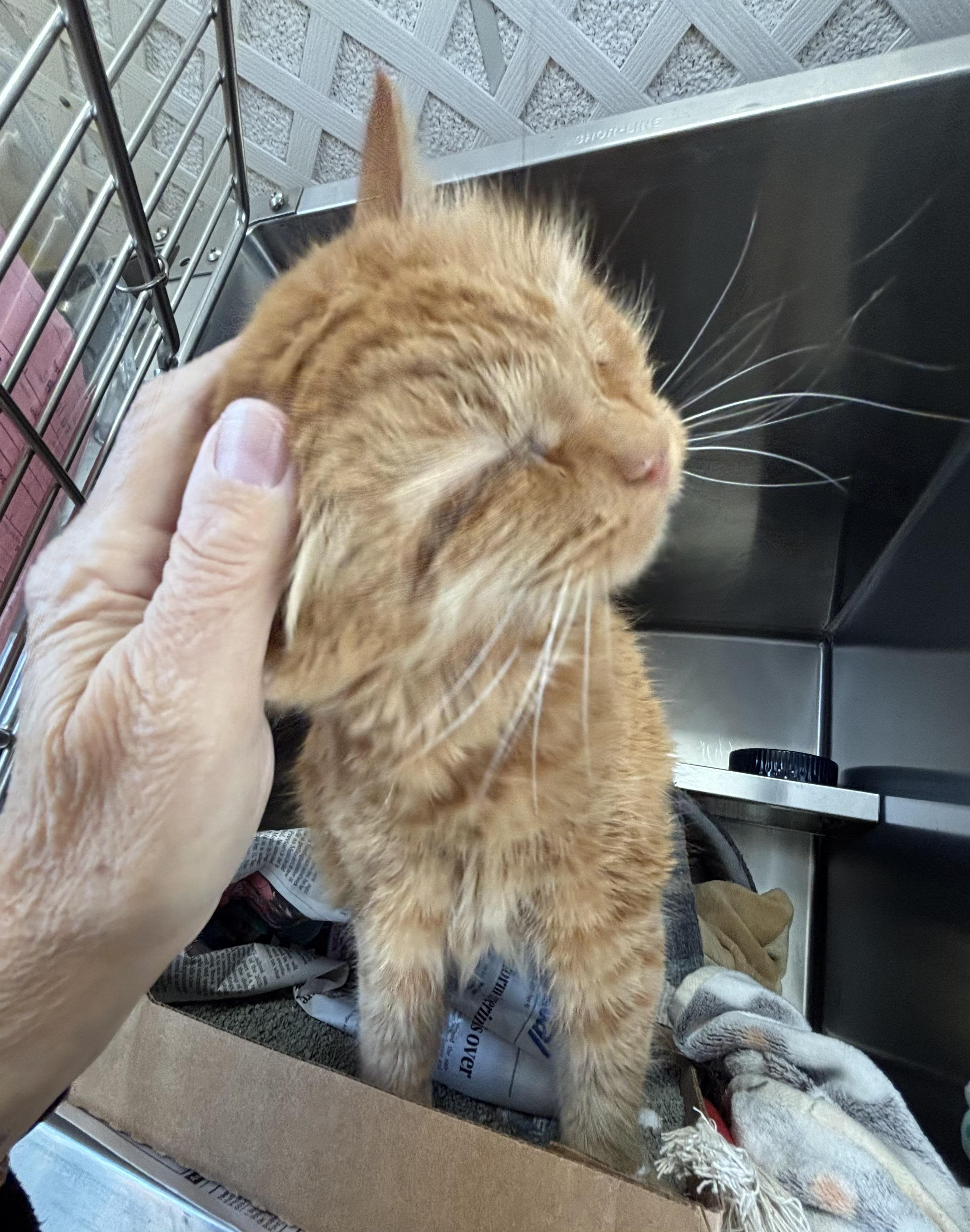 Enlarge Toulouse, a ADOPTABLE Domestic Medium Hair in Manchester, NH image 3/3