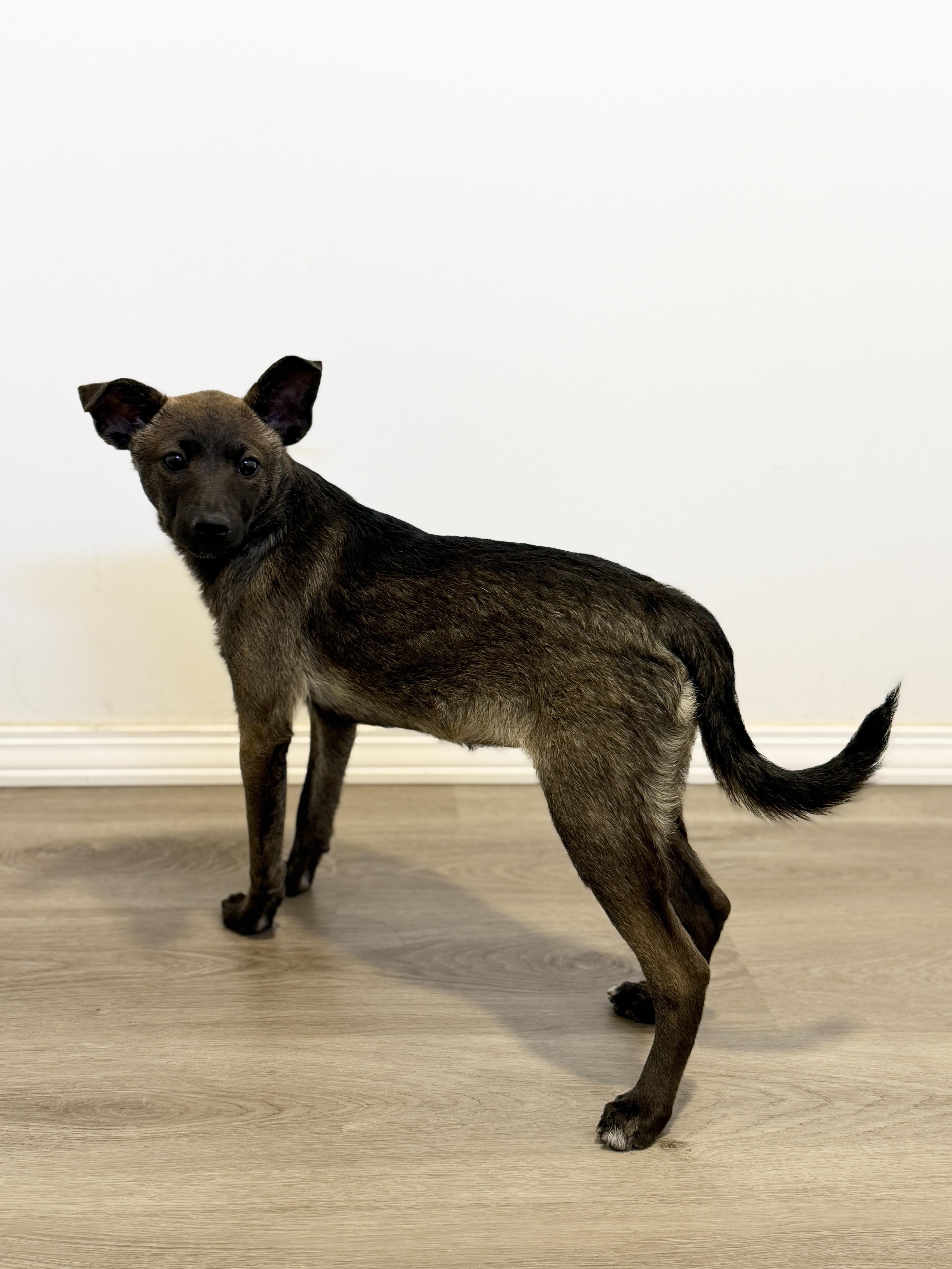 Rosita, Adoptable, Puppy Female Chihuahua & Italian Greyhound.
