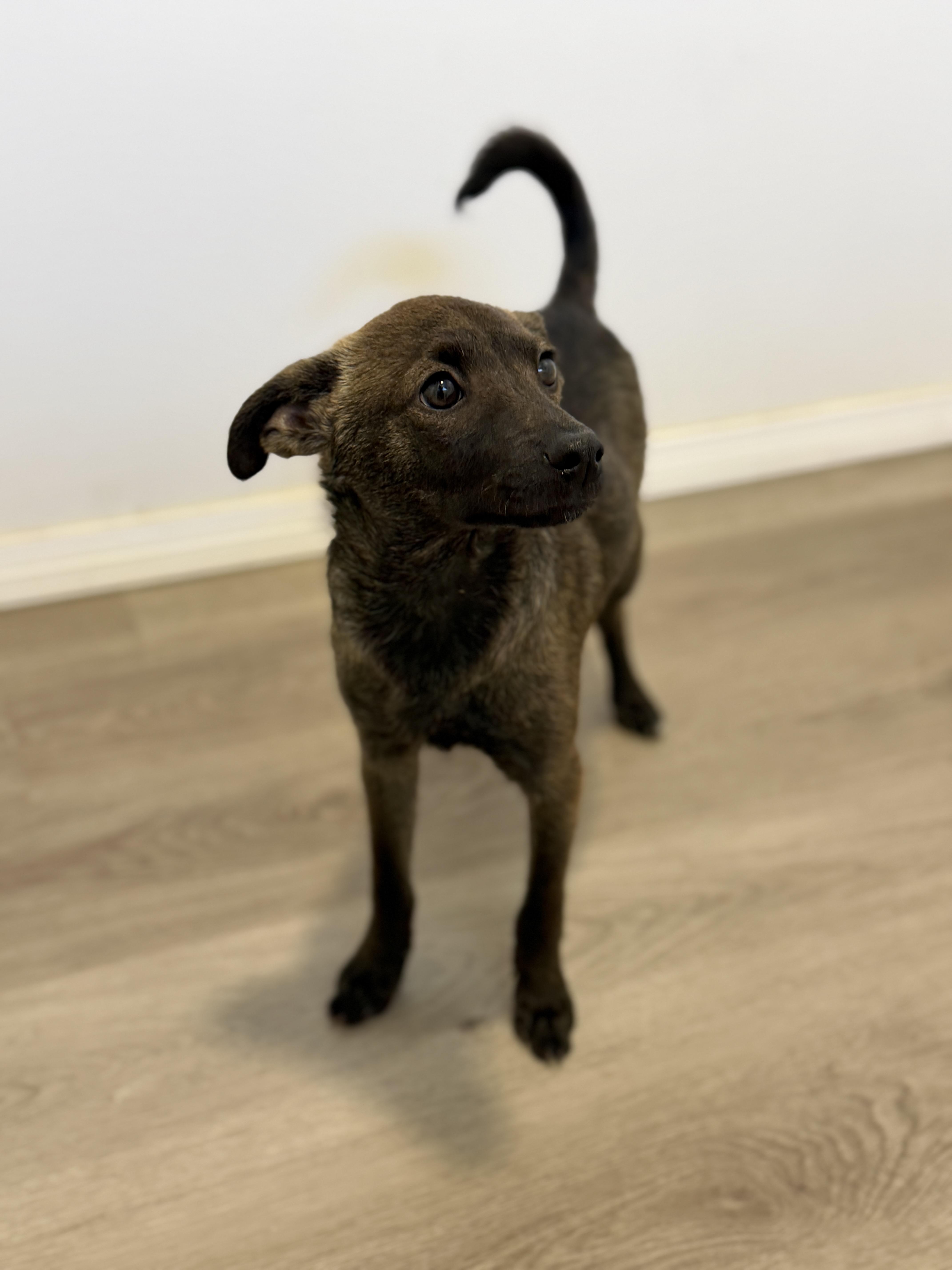 Rosita, a Adoptable mixed breed in San Diego, CA image 2/2