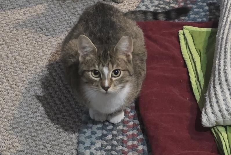 Enlarge Elliot, a Adoptable mixed breed in East Greenville, PA image 1/3