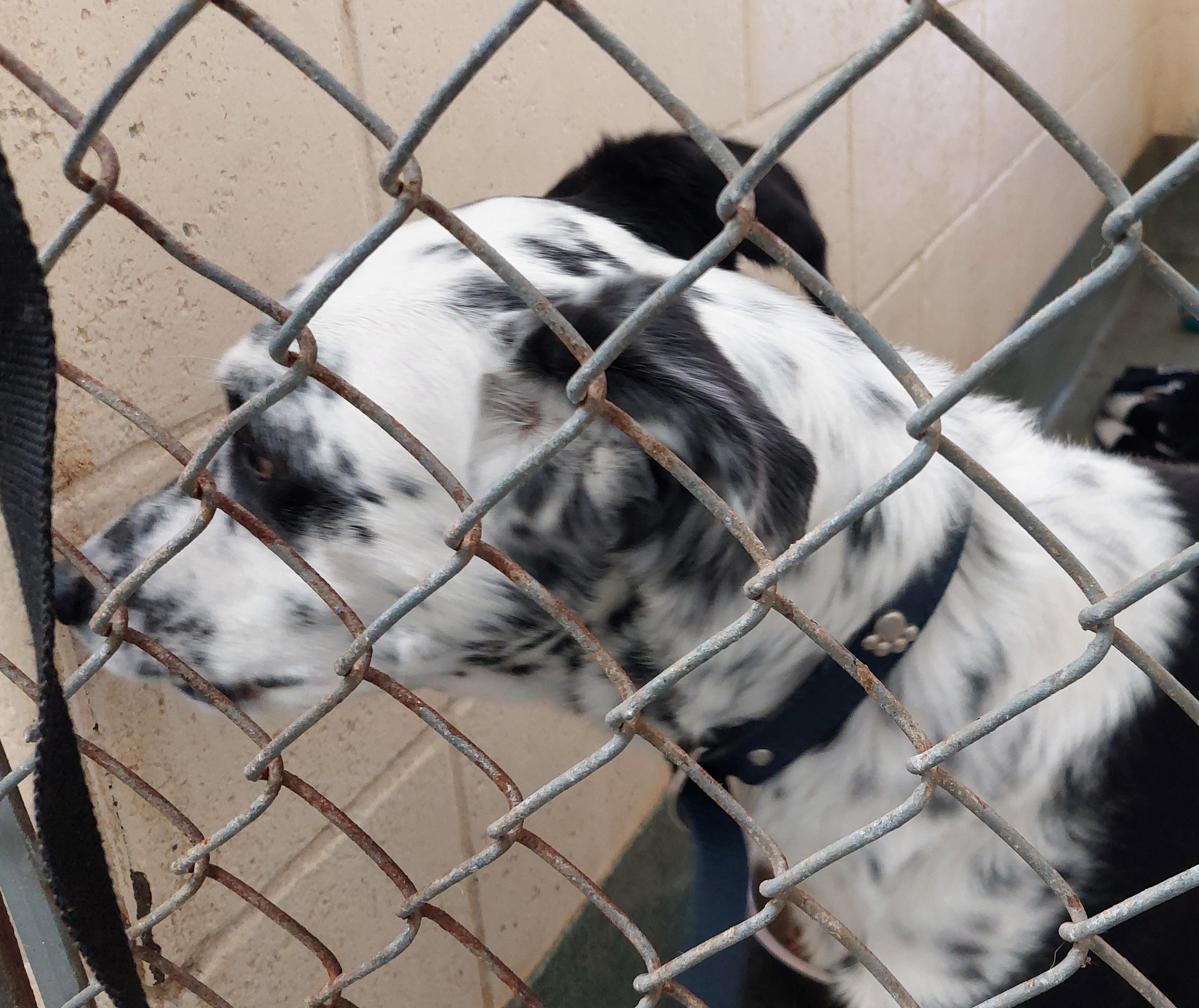 Enlarge Rocky, a ADOPTABLE mixed breed in Rehoboth, MA image 1/1