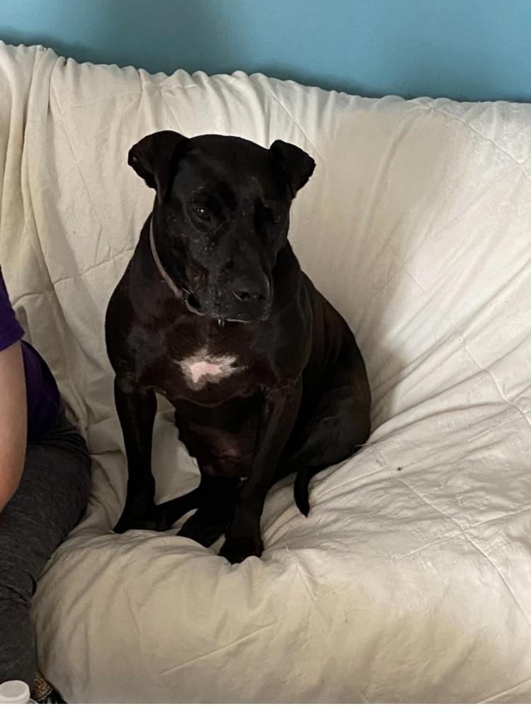 PEPPERONI, Adoptable, Adult Male Mixed Breed.