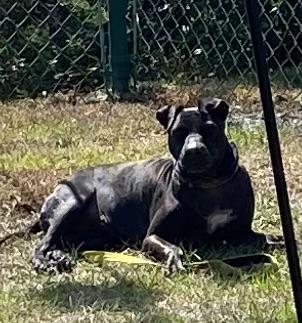 Pepperoni thumbnail 2