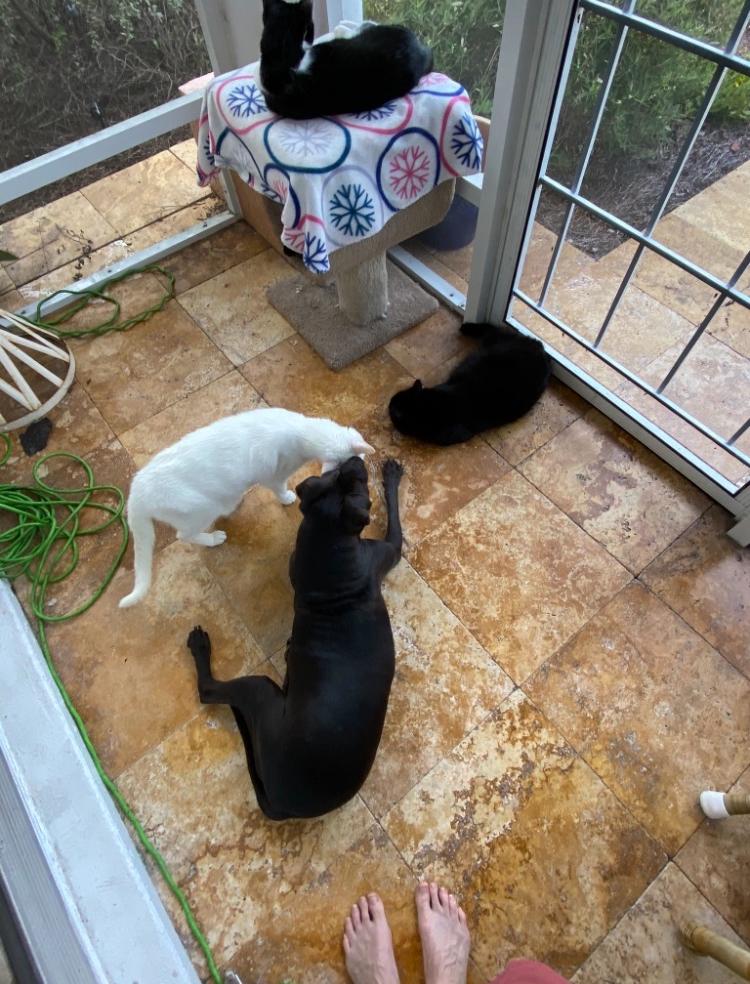 Enlarge PEPPERONI, a Adoptable Mixed Breed in Sebastian, FL image 2/2