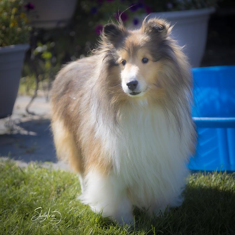 Josh, Adopted, Adult Male Shetland Sheepdog / Sheltie.