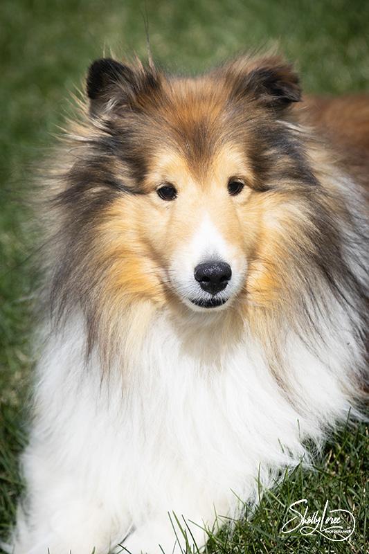 Enlarge Josh, a Adopted Shetland Sheepdog / Sheltie in Calgary, AB image 2/3