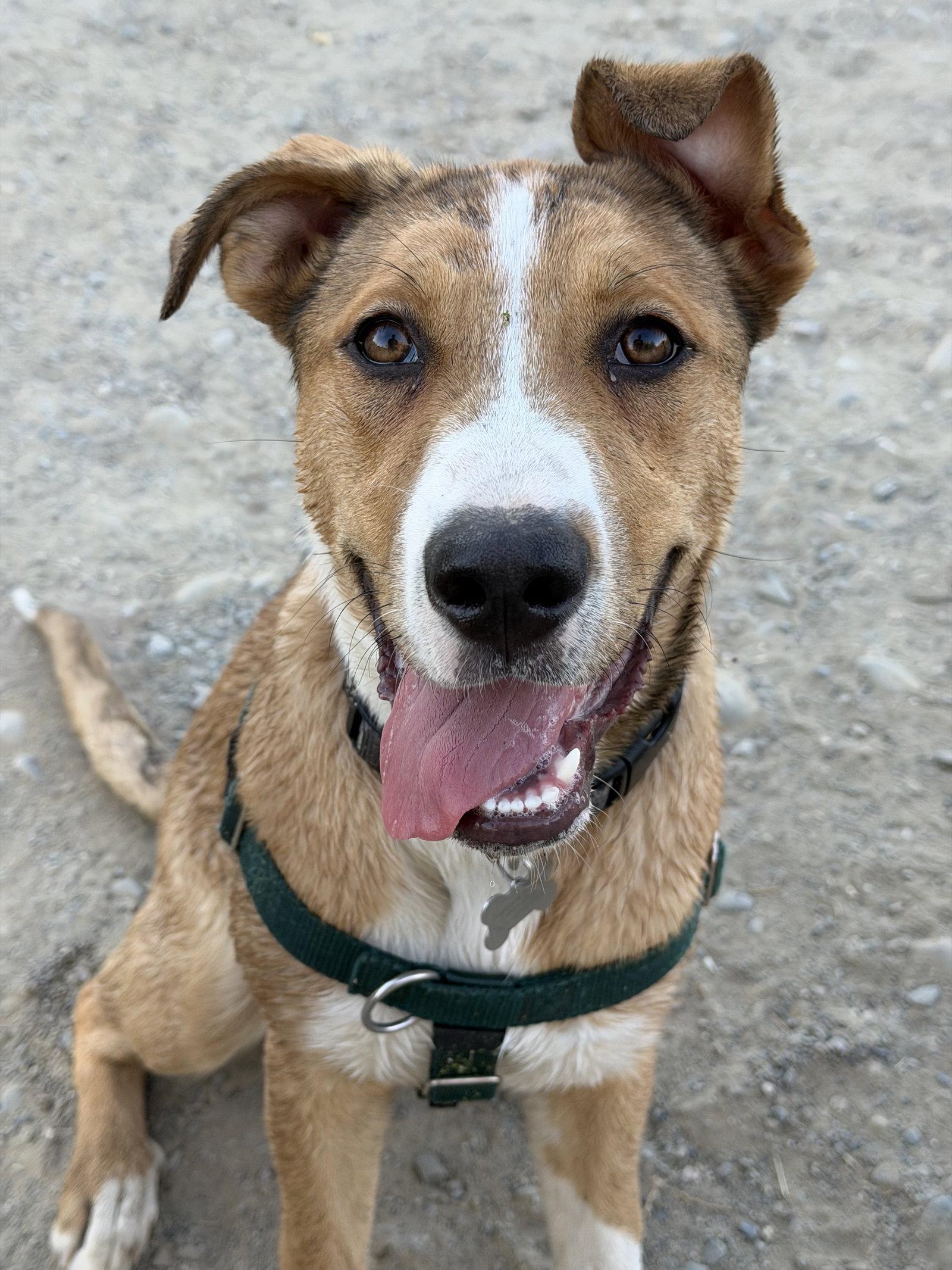 Enlarge Dezi, a Adoptable mixed breed in Sunnyvale, CA image 1/1