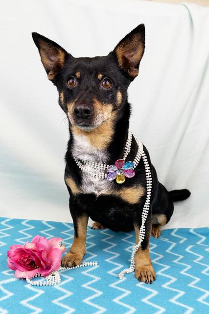 Enlarge Princess, a ADOPTABLE mixed breed in Kerrville, TX image 4/4
