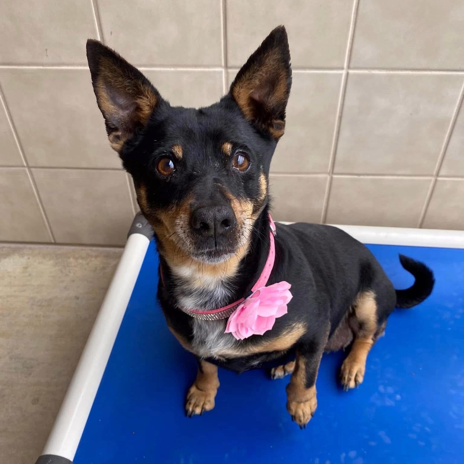 Enlarge Princess, a ADOPTABLE mixed breed in Kerrville, TX image 1/3