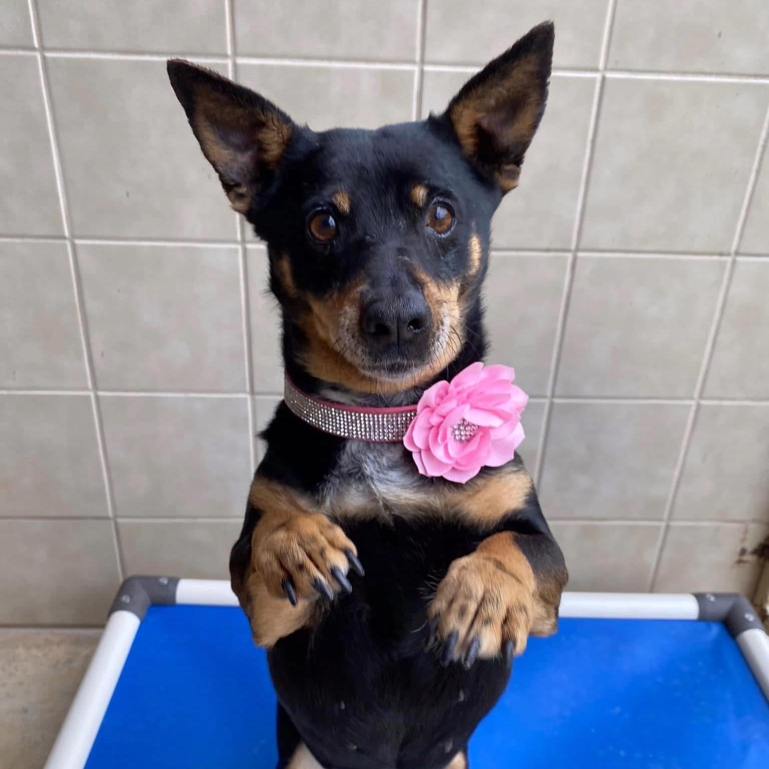 Enlarge Princess, a ADOPTABLE mixed breed in Kerrville, TX image 2/3