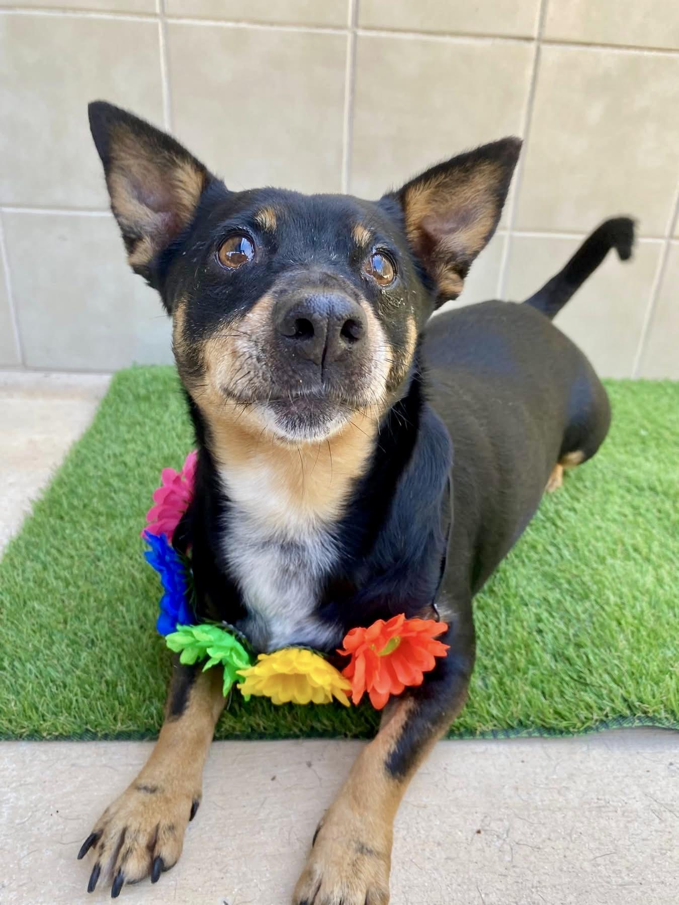 Princess, ADOPTABLE, Adult Female Corgi & Chihuahua.