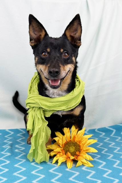 Enlarge Princess, a ADOPTABLE mixed breed in Kerrville, TX image 1/4