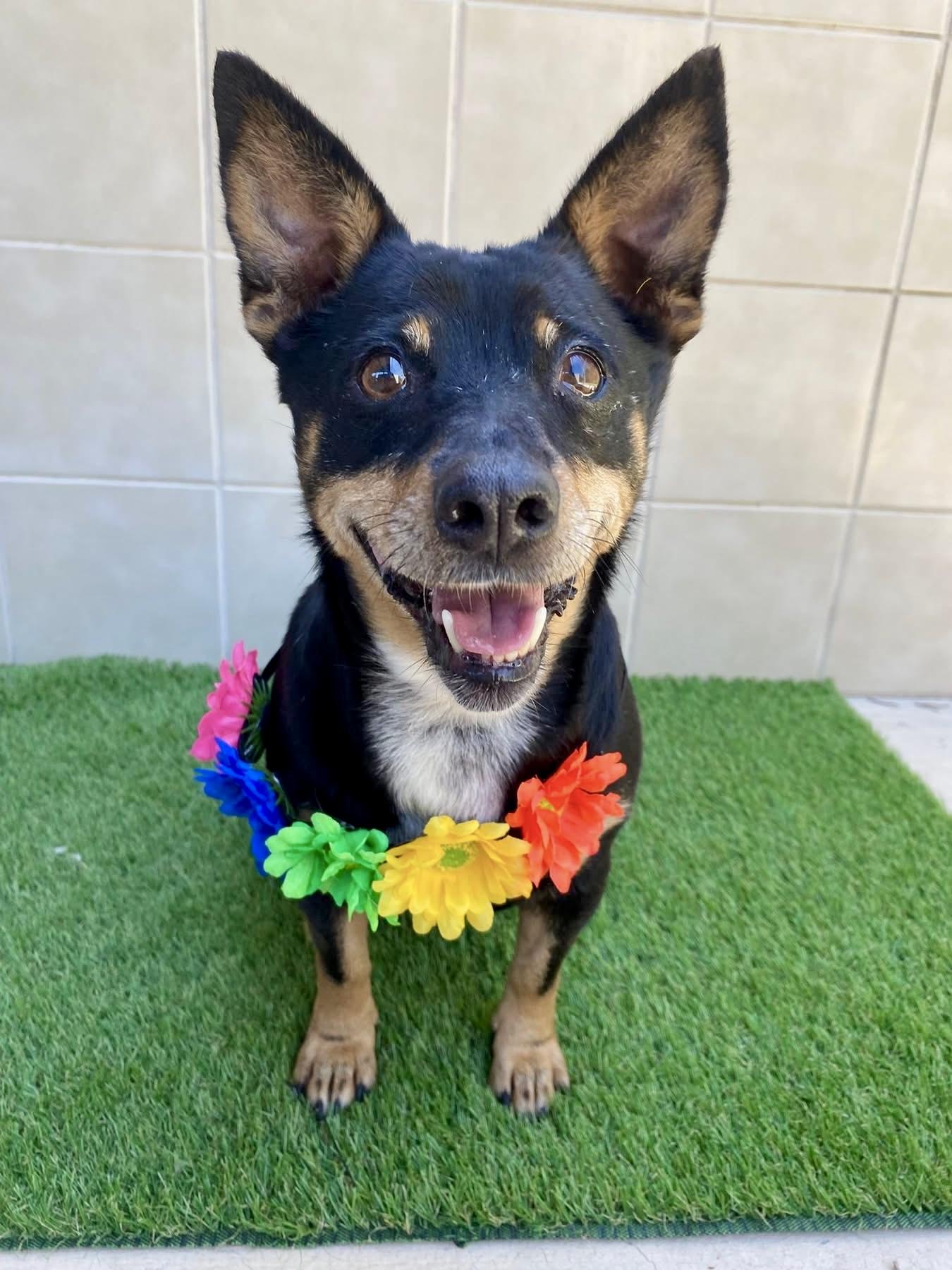 Enlarge Princess, a ADOPTABLE mixed breed in Kerrville, TX image 2/6