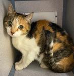 Enlarge Izzie, a Adoptable Calico in Logan, IA image 1/1