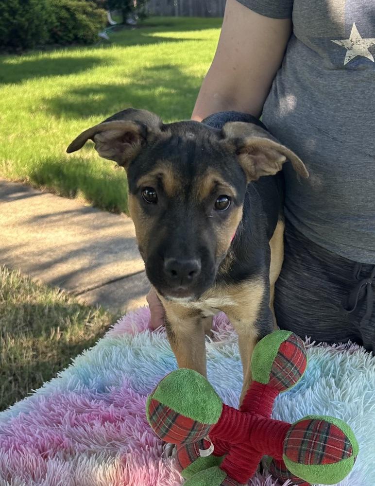 Frida - artist puppies, a Adoptable mixed breed in Lancaster, PA image 1/4