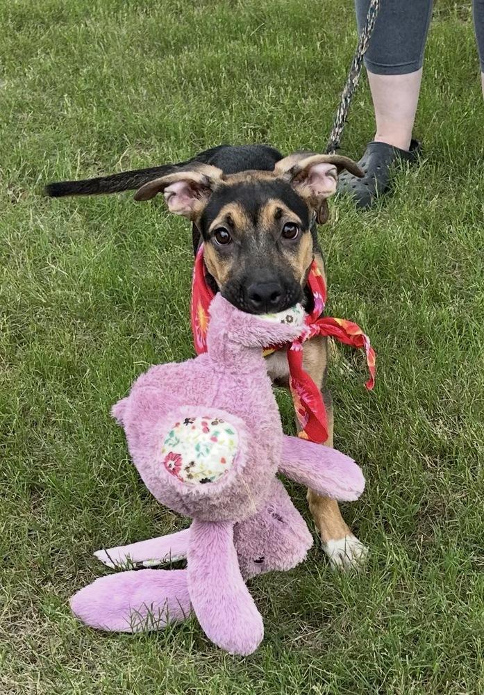 Frida - artist puppies, a Adoptable mixed breed in Lancaster, PA image 2/4
