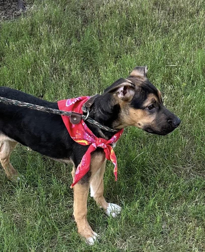 Frida - artist puppies, a Adoptable mixed breed in Lancaster, PA image 3/4