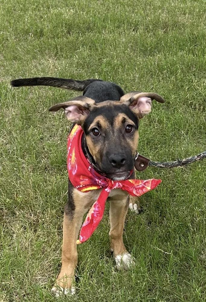 Frida - artist puppies, a Adoptable mixed breed in Lancaster, PA image 4/4