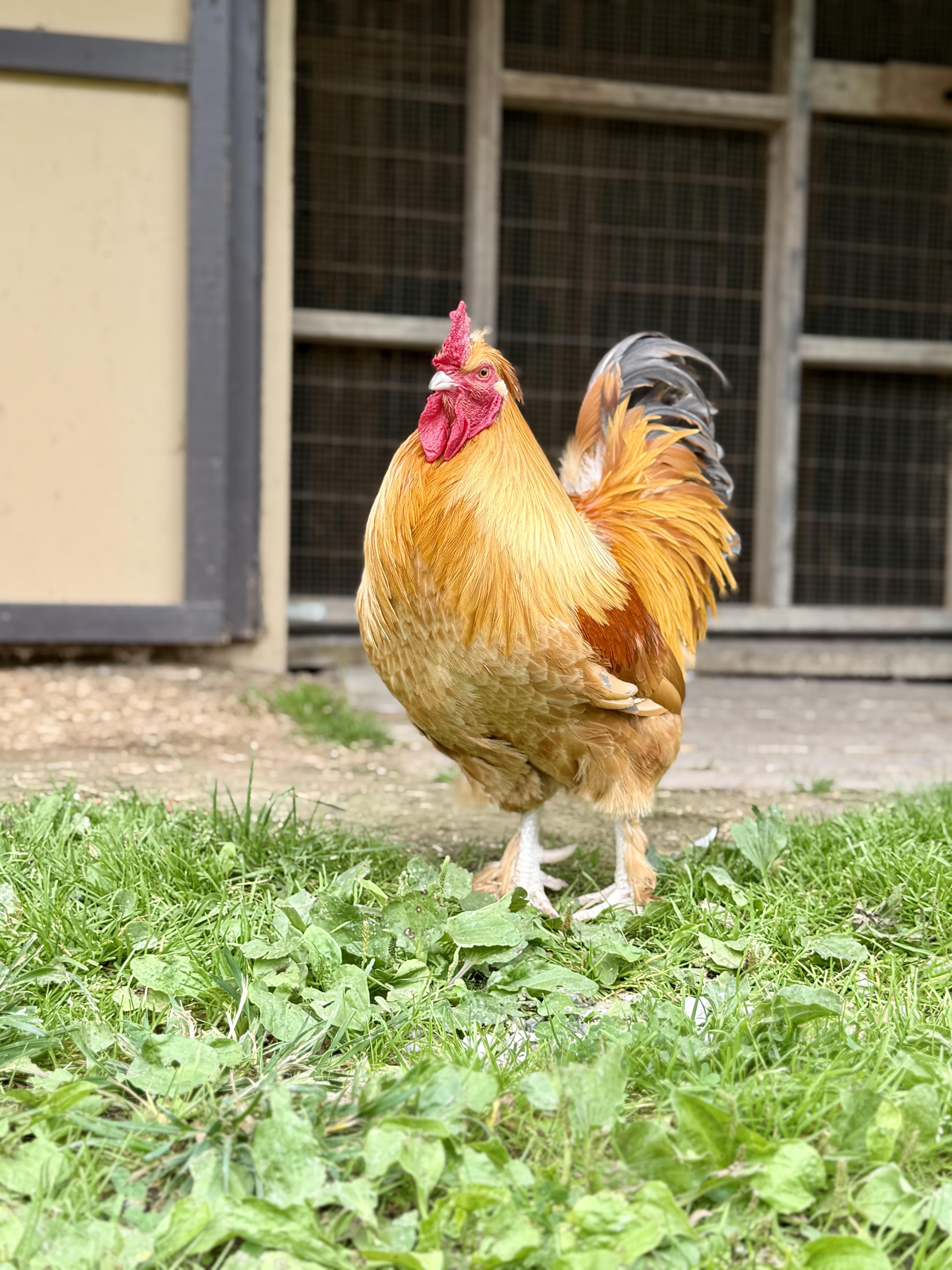Fettuccine, Adoptable, Adult Male Chicken.