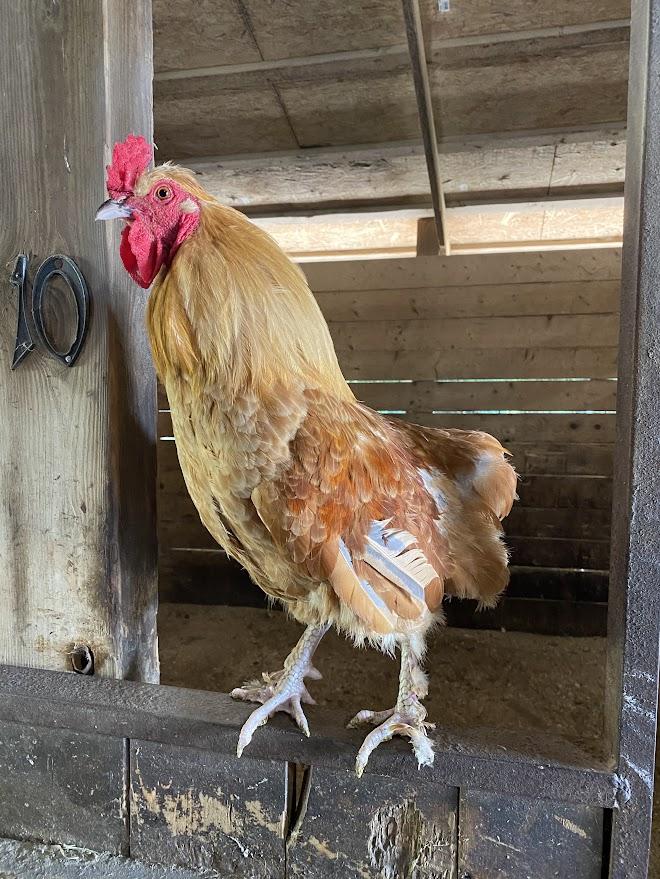Fettuccine, Adult Male unknown